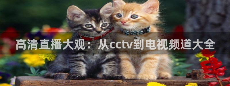 乐球直播jrs：高清直播大观：从cctv到电视频道大全